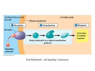 Plasma membrane
EXTRACELLULAR
FLUID
CYTOPLASM
Reception Transduction Response
Receptor
Signaling
molecule
Activation
of ce...