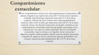 Compartimiento
extracelular:
Este compartimiento incluye dos subcompartimientos importantes: el
plasma sanguíneo que representa cerca del 5 % de la masa corporal, y
el líquido intersticial que representa cerca del 15 % de la masa
corporal. Además de éstos, existen otros subcompartimientos
menores, tales como la linfa, que representa cerca del 2% de la masa
corporal. Existe otra fracción importante de líquido, incluida en este
compartimiento extracelular denominada líquido transcelular. Esta
separada por una capa de células epiteliales del resto del líquido
extracelular. Aquí se incluyen, los líquidos de las secreciones
digestivas, líquido cefalorraquídeo, líquido sinovial, líquido intraocular
y líquidos de espacios serosos (peritoneal, pleural, pericárdico). En
conjunto representa aproximadamente del 1 al 3% de la masa
corporal.
 