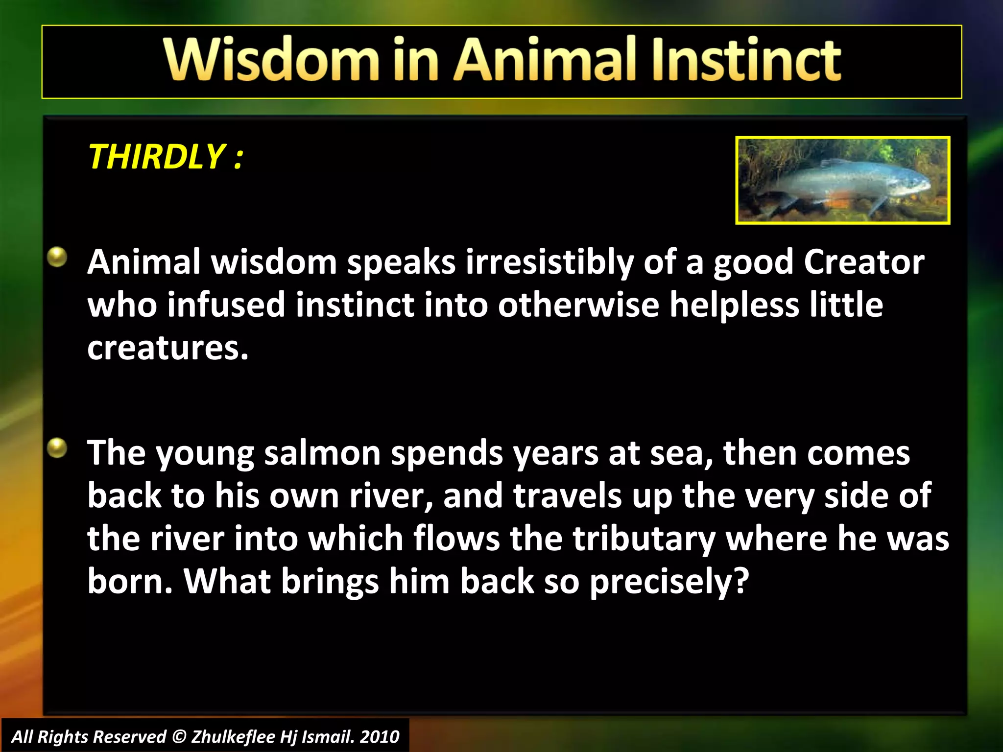 THIRDLY : Animal wisdom speaks irresistibly of a good Creator who infused instinct into otherwise helpless little creatures.  The young salmon spends years at sea, then comes back to his own river, and travels up the very side of the river into which flows the tributary where he was born. What brings him back so precisely?  All Rights Reserved © Zhulkeflee Hj Ismail. 2010 