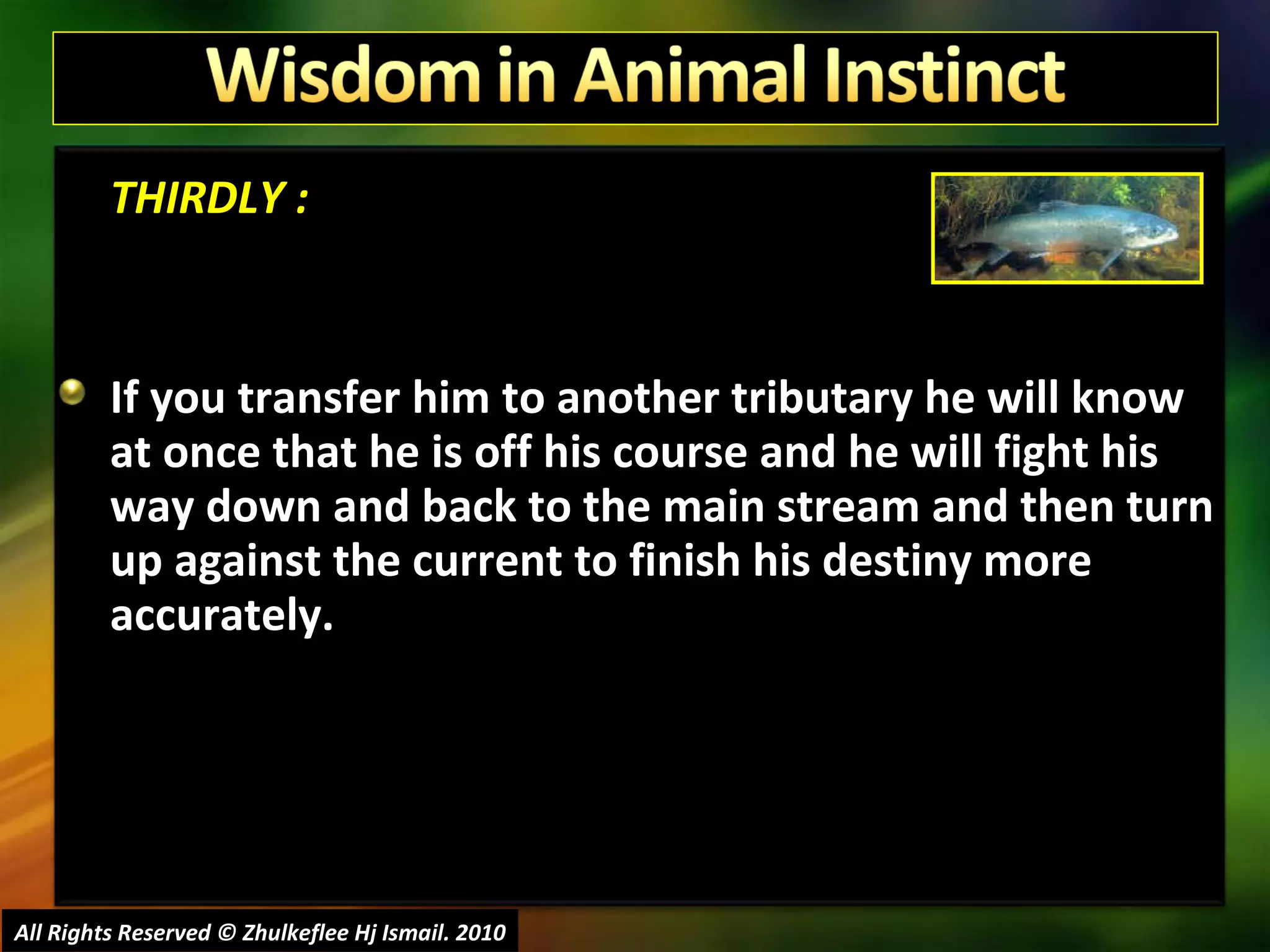 THIRDLY : If you transfer him to another tributary he will know at once that he is off his course and he will fight his way down and back to the main stream and then turn up against the current to finish his destiny more accurately. All Rights Reserved © Zhulkeflee Hj Ismail. 2010 