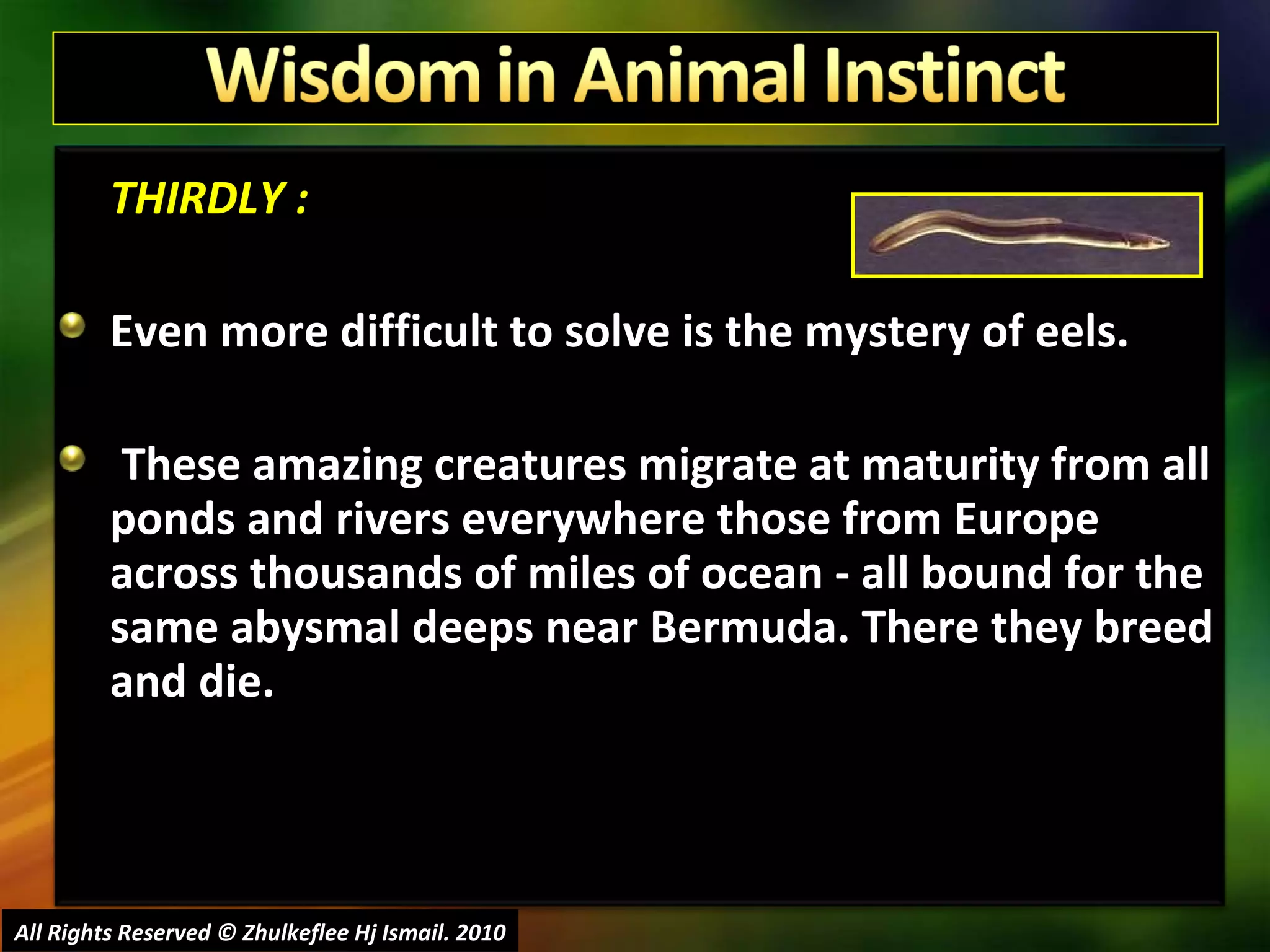 THIRDLY : Even more difficult to solve is the mystery of eels. These amazing creatures migrate at maturity from all ponds and rivers everywhere those from Europe across thousands of miles of ocean - all bound for the same abysmal deeps near Bermuda. There they breed and die.  All Rights Reserved © Zhulkeflee Hj Ismail. 2010 