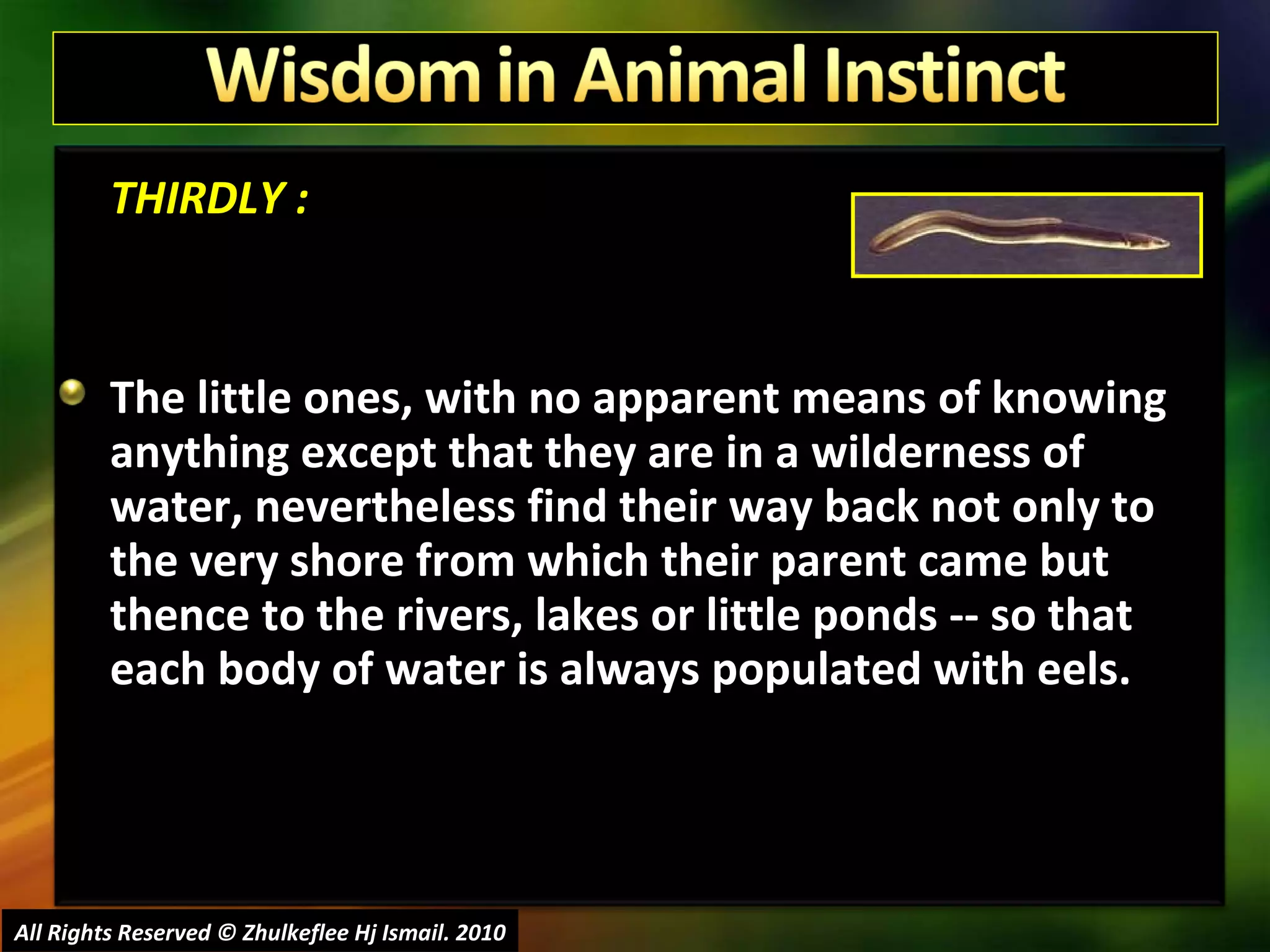 THIRDLY : The little ones, with no apparent means of knowing anything except that they are in a wilderness of water, nevertheless find their way back not only to the very shore from which their parent came but thence to the rivers, lakes or little ponds -- so that each body of water is always populated with eels.    All Rights Reserved © Zhulkeflee Hj Ismail. 2010 
