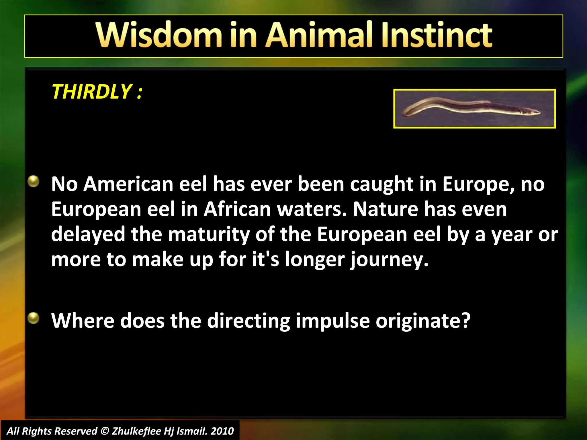 THIRDLY : No American eel has ever been caught in Europe, no European eel in African waters. Nature has even delayed the maturity of the European eel by a year or more to make up for it's longer journey.  Where does the directing impulse originate?   All Rights Reserved © Zhulkeflee Hj Ismail. 2010 