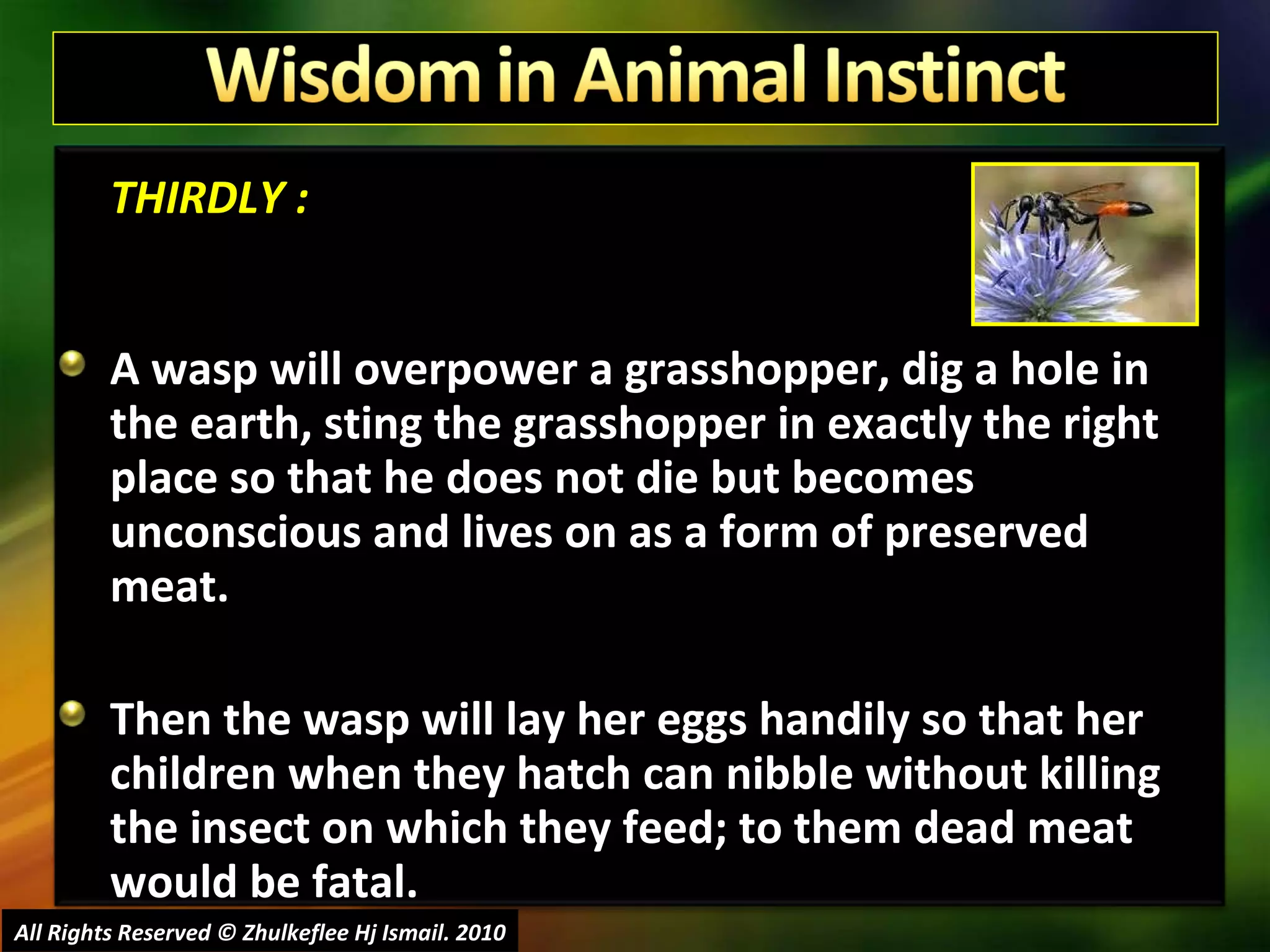 THIRDLY : A wasp will overpower a grasshopper, dig a hole in the earth, sting the grasshopper in exactly the right place so that he does not die but becomes unconscious and lives on as a form of preserved meat.  Then the wasp will lay her eggs handily so that her children when they hatch can nibble without killing the insect on which they feed; to them dead meat would be fatal.  All Rights Reserved © Zhulkeflee Hj Ismail. 2010 