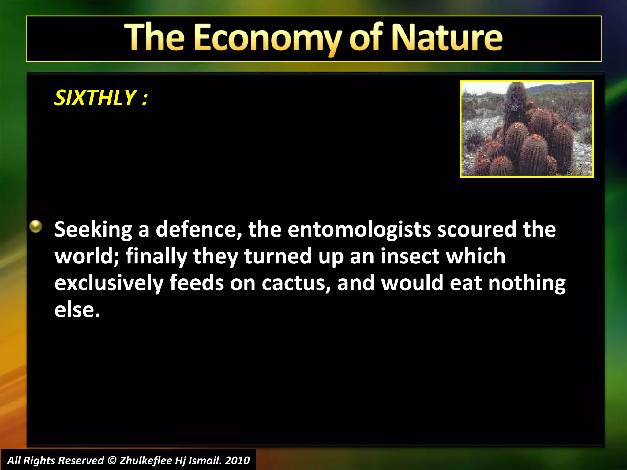 SIXTHLY : Seeking a defence, the entomologists scoured the world; finally they turned up an insect which exclusively feeds on cactus, and would eat nothing else.  All Rights Reserved © Zhulkeflee Hj Ismail. 2010 