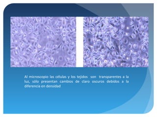 Al microscopio las células y los tejidos son transparentes a la
luz, sólo presentan cambios de claro oscuros debidos a la
diferencia en densidad

 