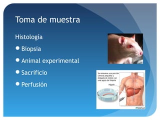 Toma de muestra
Histología
Biopsia
Animal experimental
Sacrificio
Perfusión

 