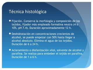 Técnica histológica
Fijación. Conserva la morfología y composición de los
tejidos, fijador más empleado formalina neutra (4 o
10%, pH 7.4). Duración aproximadamente 12 h.
Deshidratación en concentraciones crecientes de
alcohol, se puede empezar con 50% hasta llegar a
alcohol absoluto. Elimina el agua de los tejidos.
Duración de 6 a 24 h.
Aclaramiento o diafanización xilol, solvente de alcohol y
parafina. Se realiza para embeber el tejido en parafina.
Duración de 1 a 6 h.

 
