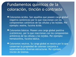 Fundamentos químicos de la
coloración, tinción o contraste
Colorantes ácidos. Son aquéllos que poseen carga global
negativa (aniónicos) por lo que reaccionan con los
componentes catiónicos de las células y los tejidos. Por
ejemplo: eosina, fucsina ácida.
Colorantes básicos. Poseen una carga global positiva
(catiónicos), por lo que reaccionan con los componentes
anitónicos de las células y los tejidos. Por ejemplo:
hematoxilina, fucsina básica.
Colorantes neutros. Su carga global es neutra por lo que
conservan la propiedad de colorear conjunta o
separadamente diversas estructuras. Por ejemplo
tinción de Giemsa.

 