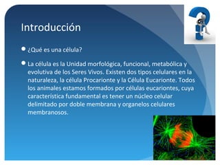 Introducción
¿Qué es una célula?
La célula es la Unidad morfológica, funcional, metabólica y
evolutiva de los Seres Vivos. Existen dos tipos celulares en la
naturaleza, la célula Procarionte y la Célula Eucarionte. Todos
los animales estamos formados por células eucariontes, cuya
característica fundamental es tener un núcleo celular
delimitado por doble membrana y organelos celulares
membranosos.

 
