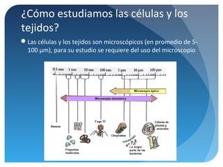 ¿Cómo estudiamos las células y los
tejidos?
Las células y los tejidos son microscópicos (en promedio de 5100 μm), para su estudio se requiere del uso del microscopio

 
