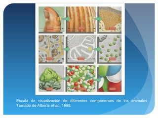Escala de visualización de diferentes componentes de los animales
Tomado de Alberts et al., 1998.

 