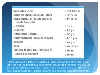 Órdenes de magnitud de la microscopía. El cuadro muestra un panorama general
sobre los órdenes de magnitud de diferentes células y componentes celulares. Los
órdenes de magnitud de la microscopía electrónica de rutina oscilan entre varios
micrómetros y unos pocos nanómetros (nm es la milésima parte del micrómetro).

 