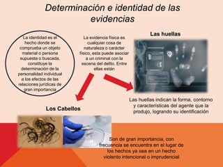 Determinación e identidad de las 
evidencias 
La identidad es el 
hecho donde se 
comprueba un objeto 
material o persona 
supuesta o buscada, 
constituye la 
determinación de la 
personalidad individual 
a los efectos de las 
relaciones jurídicas de 
gran importancia 
La evidencia física es 
cualquier cosa de 
naturaleza o carácter 
físico, esta puede asociar 
a un criminal con la 
escena del delito. Entre 
ellas están 
Las huellas 
Las huellas indican la forma, contorno 
y características del agente que la 
produjo, logrando su identificación 
Los Cabellos 
Son de gran importancia, con 
frecuencia se encuentra en el lugar de 
los hechos ya sea en un hecho 
violento intencional o imprudencial 
 
