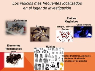 Los indicios mas frecuentes localizados 
en el lugar de investigación 
Cadáveres 
Fluidos 
Orgánicos 
Sangre , Saliva o 
Semen 
Orina y Vomito 
Armas 
Elementos 
filamentosos 
pelos 
Huellas 
Huellas Dactilares, palmares 
y plantares. Huellas de 
neumáticos y de pisadas 
 