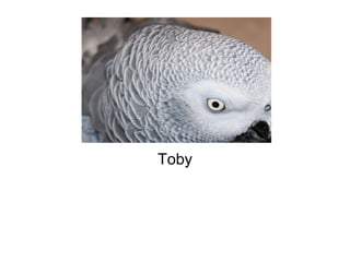 Toby 