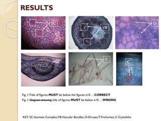 RESULTS
Fig. 1:Title of figures MUST be below the figures x10 …CORRECT
Fig. 1: Diagram showing title of figures MUST be below x10 …WRONG
T
DSC
VB
C
KEY: SC-Stomata Complex;VB-Vascular Bundles; D-Druses;T-Trichomes; C-Cystoliths
 