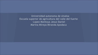 Universidad autonoma de sinaloa
Escuela superior de agricultura del valle del fuerte
Lopez Montoya Jesus Daniel
Marina Mireya Miranda Apodaca

 