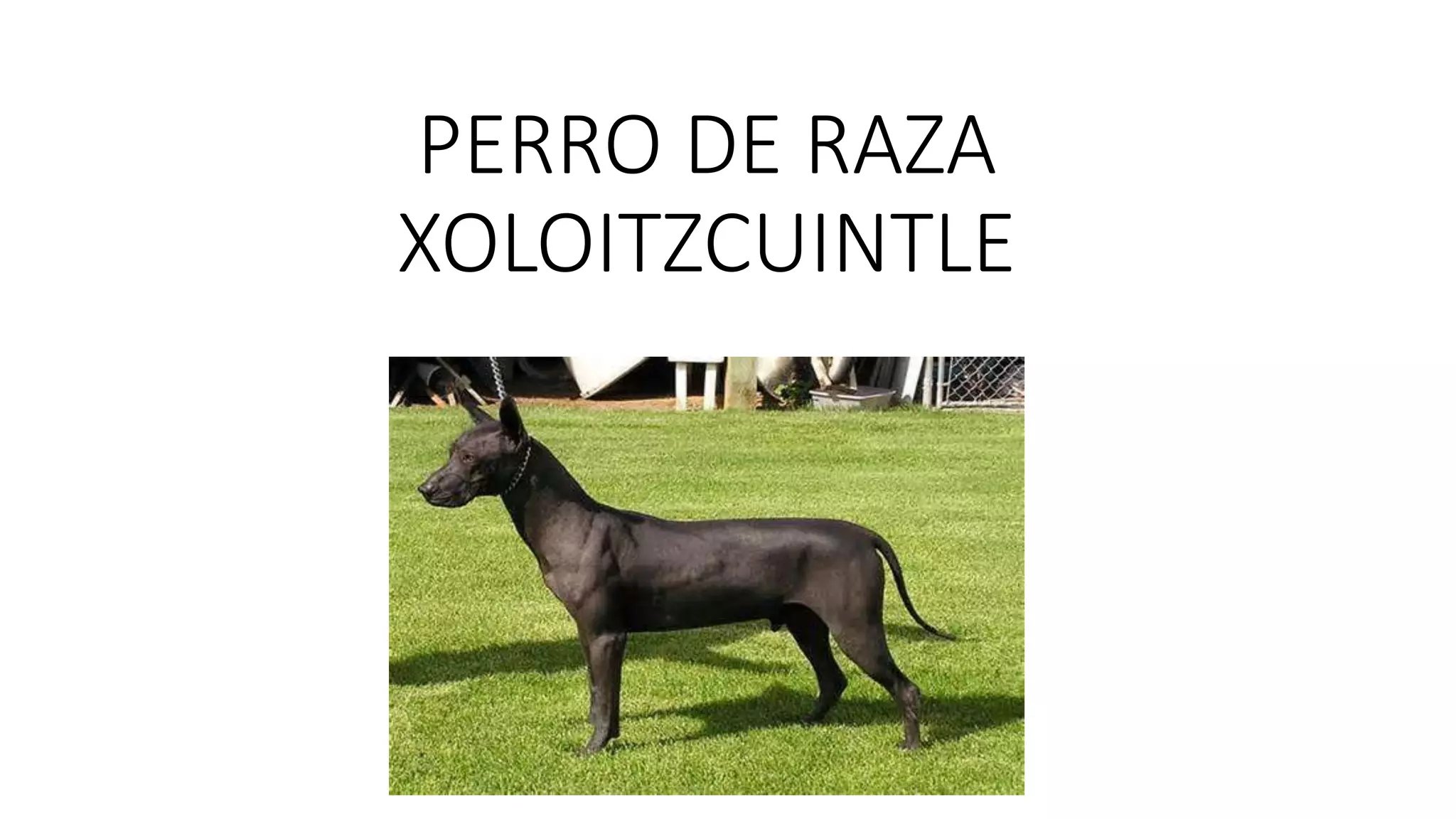 PERRO DE RAZA
XOLOITZCUINTLE