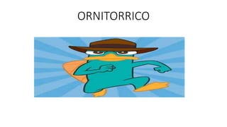 ORNITORRICO
 