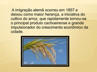 A imigração alemã ocorreu em 1857 e
deixou como maior herança, a iniciativa do
cultivo do arroz, que rapidamente tornou-se
o principal produto cachoeirense e grande
impulsionador do crescimento econômico da
cidade.
 