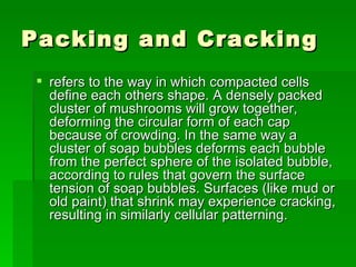 Packing and Cracking  refers to the way in which compacted cells define each others shape. A densely packed cluster of mushrooms will grow together, deforming the circular form of each cap because of crowding. In the same way a cluster of soap bubbles deforms each bubble from the perfect sphere of the isolated bubble, according to rules that govern the surface tension of soap bubbles. Surfaces (like mud or old paint) that shrink may experience cracking, resulting in similarly cellular patterning.  