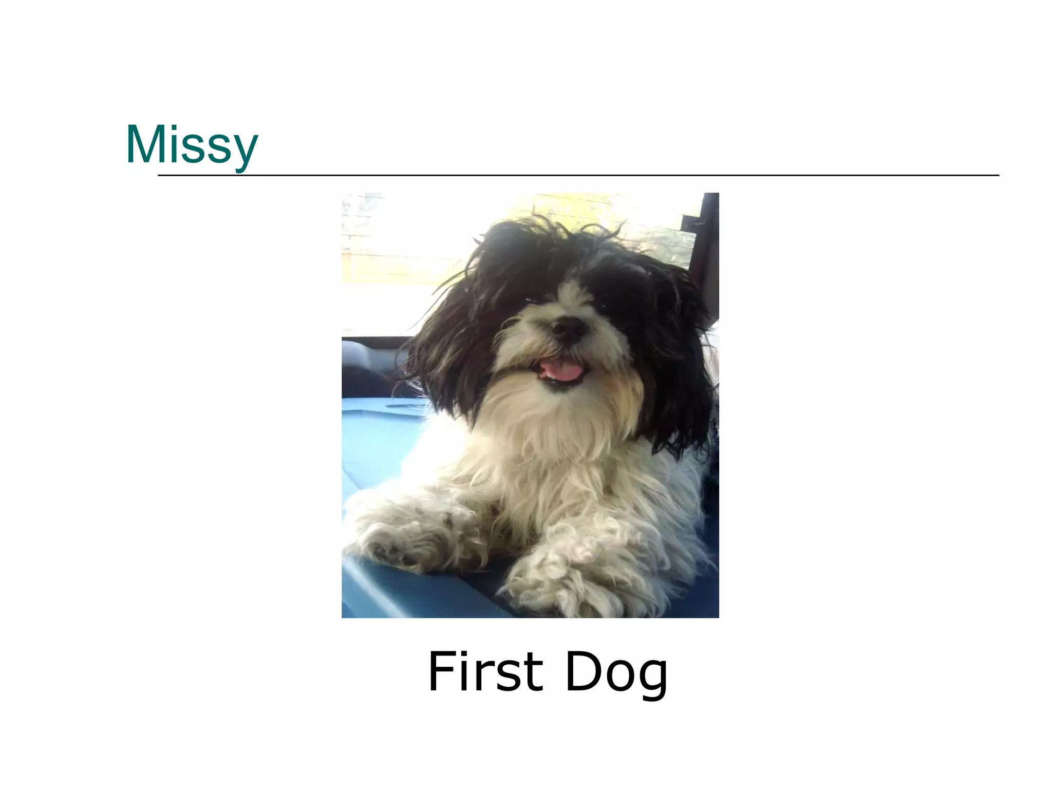 Missy First Dog 