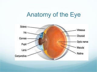 Anatomy of the Eye 