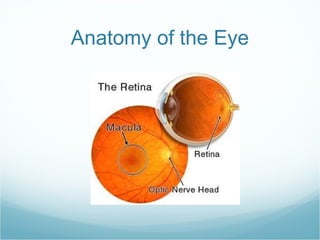 Anatomy of the Eye 