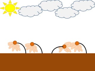 GUEST WHAT HAPPEN TO THE FLOWERS .