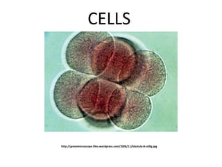 http://greenmicroscope.files.wordpress.com/2006/11/blastula-8-cellig.jpg ,[object Object]