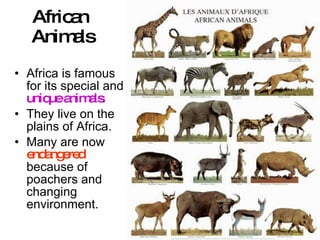African  Animals Africa is famous for its special and  unique animals . They live on the plains of Africa. Many are now  endangered  because of poachers and changing environment. 