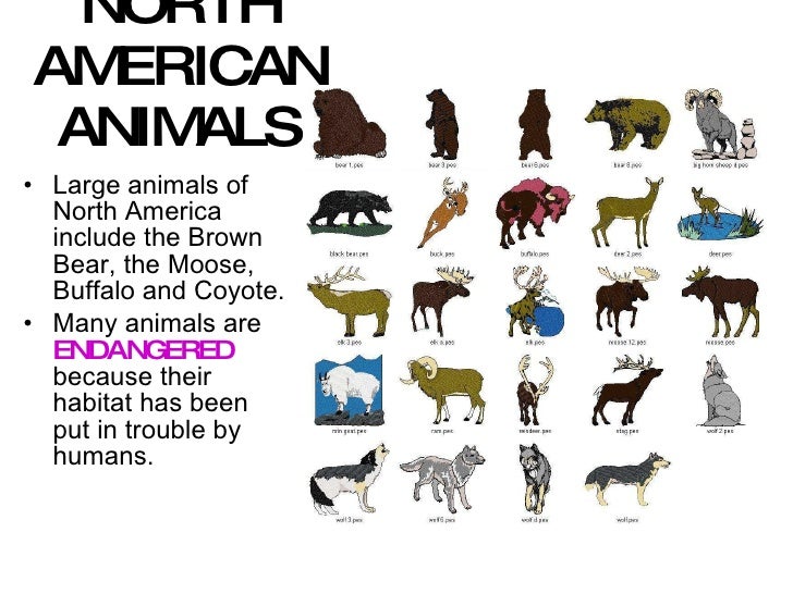 Slideshow america