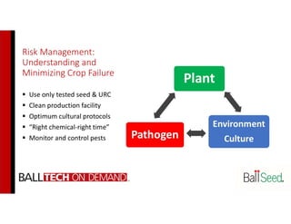 Risk Management:
Understanding and
Minimizing Crop Failure
 Use only tested seed & URC
 Clean production facility
 Optimum cultural protocols
 “Right chemical-right time”
 Monitor and control pests
 