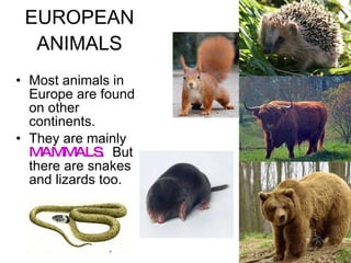 EUROPEAN ANIMALS Most animals in Europe are found on other continents. They are mainly  MAMMALS .  But there are snakes and lizards too. 
