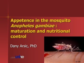 Dany Arsic, PhD Appetence in the mosquito  Anopheles gambiae  : maturation and nutritional control © CDC 