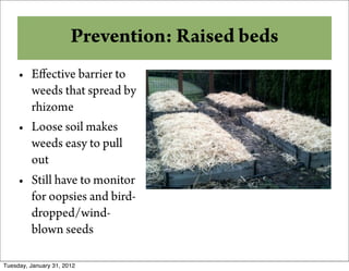 Why Prevention: Raised beds
          Compost?
     • Eﬀective barrier to
       weeds that spread by
       rhizome
     • Loose soil makes
       weeds easy to pull
       out
     • Still have to monitor
       for oopsies and bird-
       dropped/wind-
       blown seeds

Tuesday, January 31, 2012
 