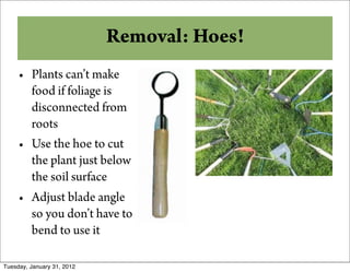 Why Compost? Hoes!
            Removal:
     • Plants can’t make
       food if foliage is
       disconnected from
       roots
     • Use the hoe to cut
       the plant just below
       the soil surface
     • Adjust blade angle
       so you don’t have to
       bend to use it

Tuesday, January 31, 2012
 