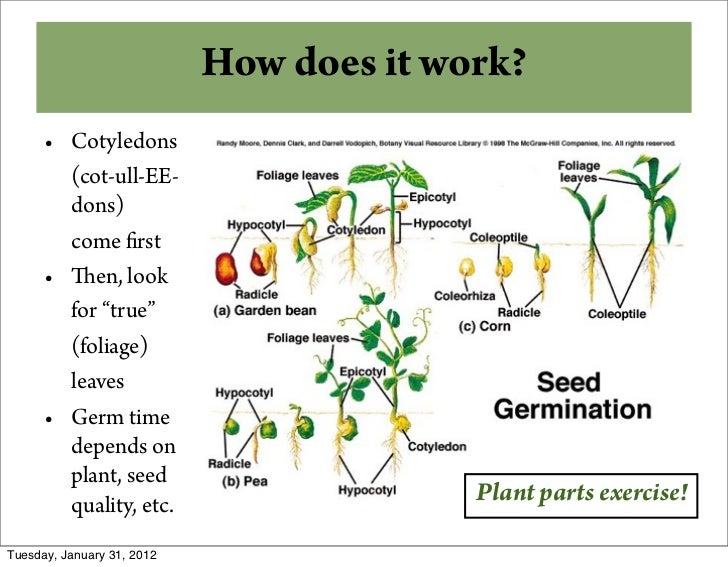 seed starting dig it drill it dump it how seeding works