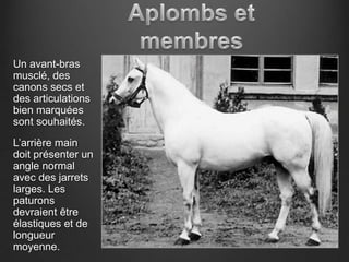 Un avant-bras
musclé, des
canons secs et
des articulations
bien marquées
sont souhaités.
L’arrière main
doit présenter un
angle normal
avec des jarrets
larges. Les
paturons
devraient être
élastiques et de
longueur
moyenne.
 