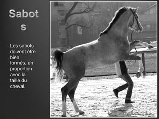 Les sabots
doivent être
bien
formés, en
proportion
avec la
taille du
cheval.




               Photo: Suzanne Legagnoux
 