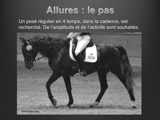 Un posé régulier en 4 temps, dans la cadence, est
recherché. De l’amplitude et de l’activité sont souhaités.




 Photo: Edda Haas
 