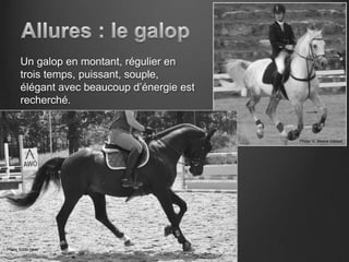 Un galop en montant, régulier en
      trois temps, puissant, souple,
      élégant avec beaucoup d’énergie est
      recherché.


                                            Photo: V. Mestre Gibaud




Photo: Edda Haas
 