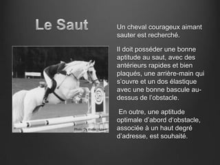 Un cheval courageux aimant
                          sauter est recherché.

                          Il doit posséder une bonne
                          aptitude au saut, avec des
                          antérieurs rapides et bien
                          plaqués, une arrière-main qui
                          s’ouvre et un dos élastique
                          avec une bonne bascule au-
                          dessus de l’obstacle.

                          En outre, une aptitude
                          optimale d’abord d‘obstacle,
Photo: Dr Walter Hubert   associée à un haut degré
                          d’adresse, est souhaité.
 