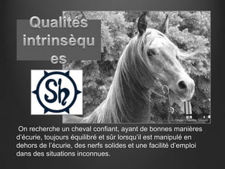 Photo: V Mestre   Gibaud


On recherche un cheval confiant, ayant de bonnes manières
d’écurie, toujours équilibré et sûr lorsqu’il est manipulé en
dehors de l’écurie, des nerfs solides et une facilité d’emploi
dans des situations inconnues.
 
