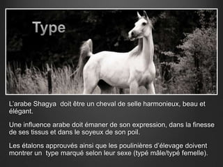 L’arabe Shagya doit être un cheval de selle harmonieux, beau et
élégant.
Une influence arabe doit émaner de son expression, dans la finesse
de ses tissus et dans le soyeux de son poil.
Les étalons approuvés ainsi que les poulinières d’élevage doivent
montrer un type marqué selon leur sexe (typé mâle/typé femelle).
 