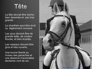 La tête devrait être sèche,
bien dessinée et pas trop
grande.

Le chanfrein peut être droit
ou légèrement concave.

Les yeux doivent être de
grande taille, de couleur
foncée, et bien écartés.

Les naseaux doivent être
gros et très ouverts.

Une bonne liberté au
niveau des ganaches et
une absence d’anomalies
dentaires vont de soi.

                               Photo: V Mestre Gibaud
 
