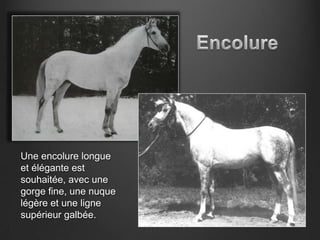 Une encolure longue
et élégante est
souhaitée, avec une
gorge fine, une nuque
légère et une ligne
supérieur galbée.
 