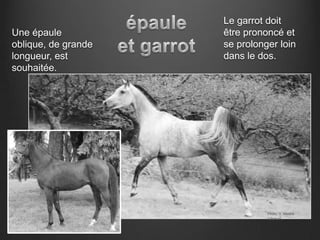 Le garrot doit
Une épaule           être prononcé et
oblique, de grande   se prolonger loin
longueur, est        dans le dos.
souhaitée.




                               Photo: V. Mestre
                               Gibaud
 