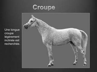 Une longue
croupe
légèrement
inclinée est
recherchée.
 
